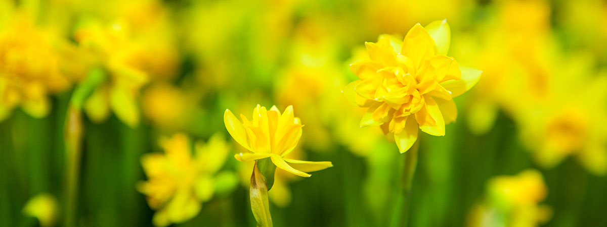 Blumenhaus Peter Kurth | Floristik, Fleurop, Grabpflege - gelbe Blüten