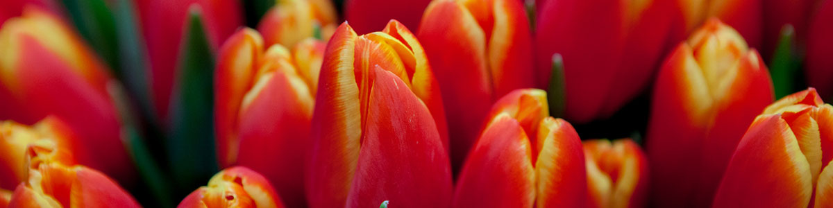 Blumenhaus Peter Kurth | Tulpen